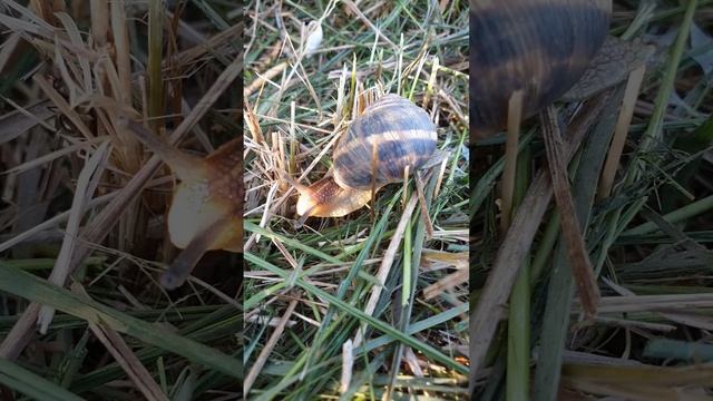 Виноградная улитка путешествует по огороду. смотреть онлайн