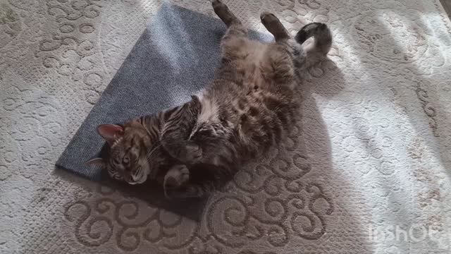 Подарок коту Фениксу с wildberries.