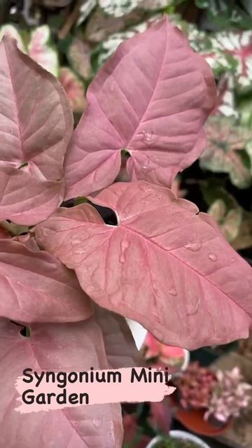 My Syngonium Mini Garden #shortvideo #shorts #instagram #love #plants #youtube #facebook #garden