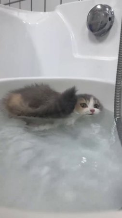 котик пельмешка