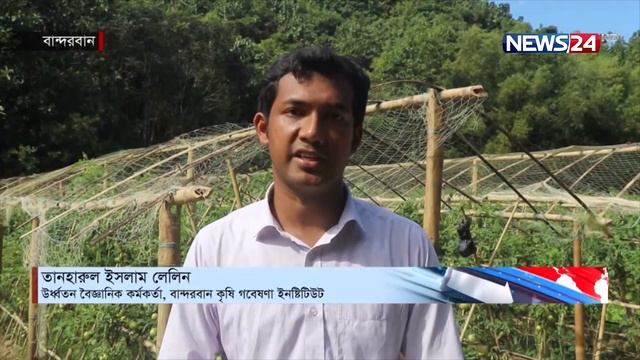 প্রথমবারের মতো বারি-৮ জাতের টমেটো চাষে সফলতা | Tomato | News24 смотреть онлайн