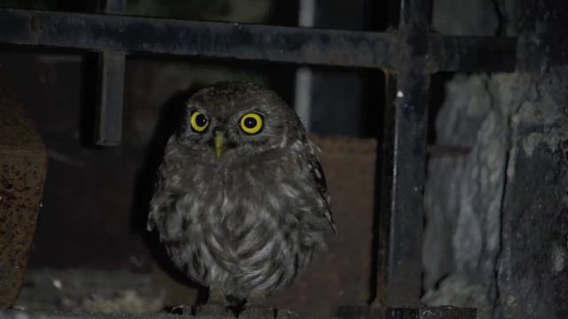 Kukumav » Little owl смотреть онлайн