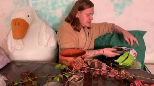 Все о эсхинантусе мраморном.Уход,цветение,семена,размножение,перевалка.