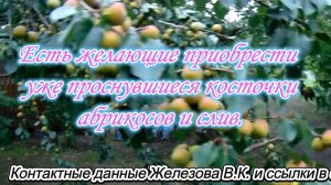Есть желающие приобрести уже проснувшиеся косточки абрикосов и слив.