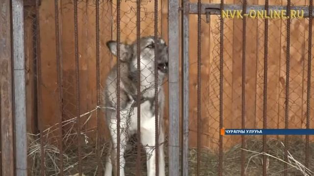 Чурапчыга бэйдиэ сылдьар ыттары питомникка иитэллэр смотреть онлайн