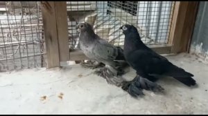 КОСМАНОГИЕ ДВУХЧУБЫЕ ГОЛУБИ ДРУЗЕЙ !!!