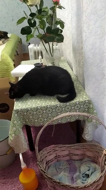 кошка чихает. астма? смотреть онлайн