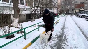 548. Начальный (щенячий) курс, со щенком лабрадором.