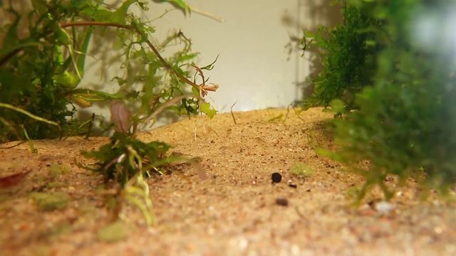 Aspidoras spilotus and Hoplosternum Punctatum смотреть онлайн