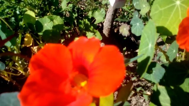 Capucine tropaeolum fleurs extraordinaire смотреть онлайн