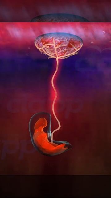 Placenta create protective environment for fetus ( 3D Animation )