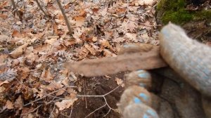 Суровый зимний коп в Крымском лесу