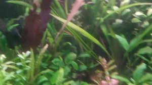 Куст ракиты над рекой.