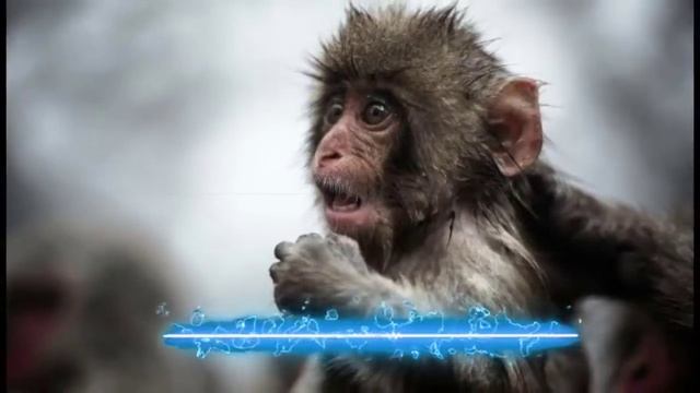 monkey🐒 sms superior  ringtone