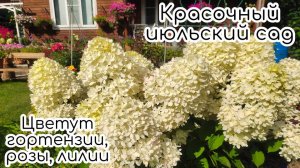 Красочный июльский сад. Цветут гортензии, розы, клематисы, лилии