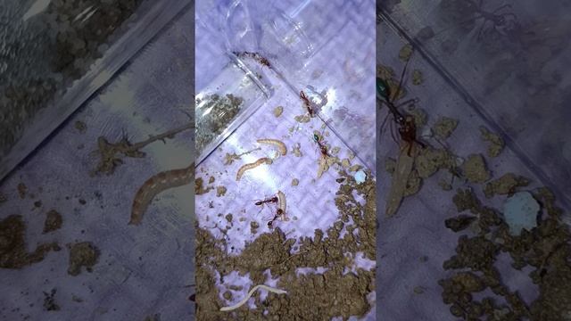 台灣顎針（獵食） смотреть онлайн