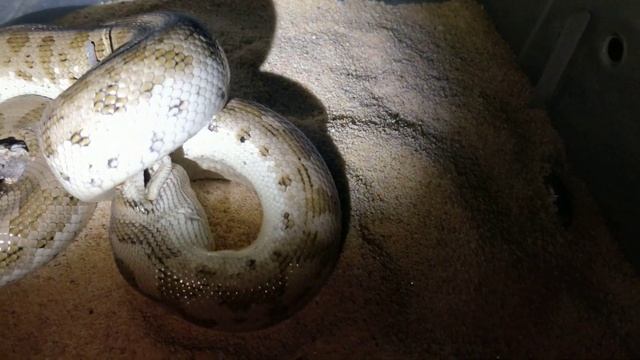 Eryx tataricus feeding смотреть онлайн