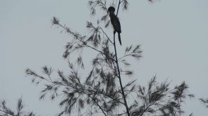 Oriental darter       *   Anhinga melanogaster     *   Змеешейка