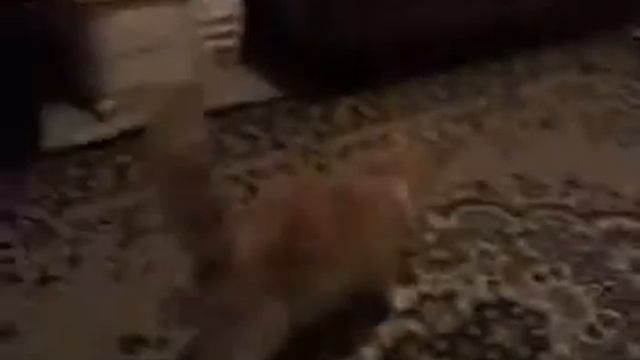 ВСЕМ СМОТРЕТЬ КОТЭ РУЛИТ.....!!!!!!!!!!!!!!!! смотреть онлайн