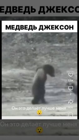 Медведь ходит лунной походкой как Майкл Д