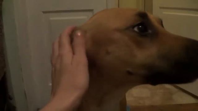 Они ищут дом. +38 099 443 6440 смотреть онлайн