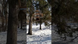 Голубь удобно устроился в кормушке
