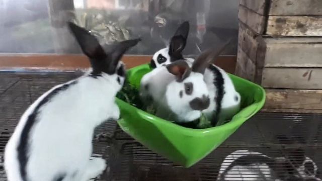 молодняк немецкого пестрого смотреть онлайн