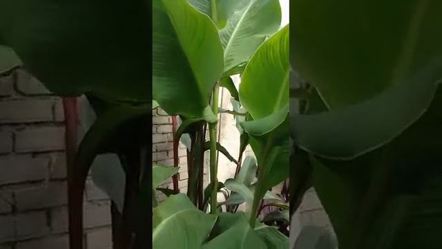 Canna / Altenseinii Giant 2017 смотреть онлайн