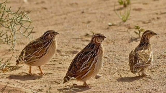 batair ki awaz raat ke liye quil sound wheat hunting with night گندم کی بٹیروں کے لئے بہترین آواز