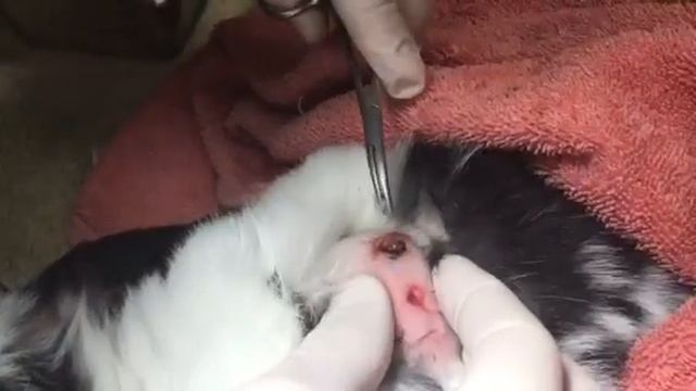 Cuterebra larvae in a rabbit - botfly - removed at Pinehurst Animal Hospital. www.PinehurstVet.com смотреть онлайн