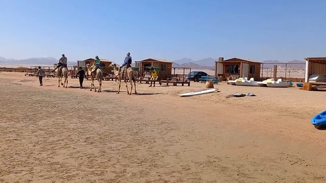 катание на верблюдах