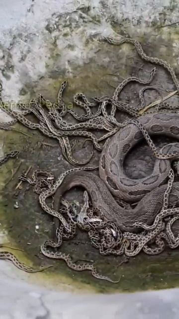 Russell Viper |রাসেলস ভাইপার| snake| চন্দ্রবোড়া সাপ | #video #shorts #bestvideo #status #nicestatu смотреть онлайн