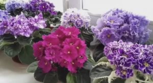 Как добиться пышного цветения фиалки и герани.