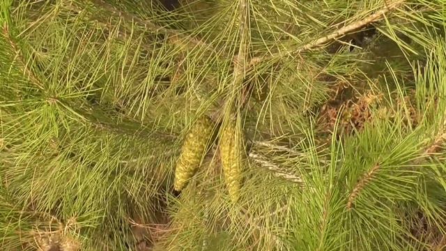 Израиль.На прогулке с Никой-четвероногой подругой. смотреть онлайн