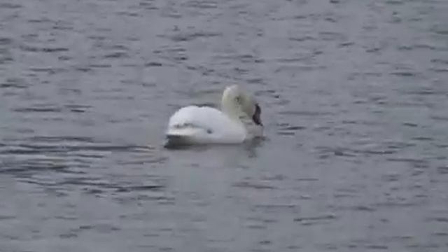 Лебеди на ставке города Кировское 2013 год. смотреть онлайн