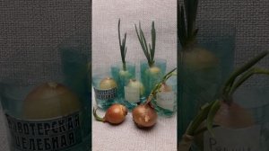 В какой воде лучше выращивать лук на подоконнике?