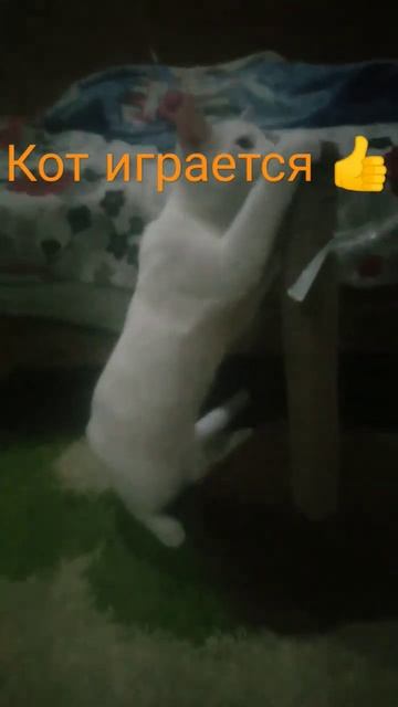 котик #игры #котики #2023 #капибара #пабло #обзор #сёмга #apolon смотреть онлайн