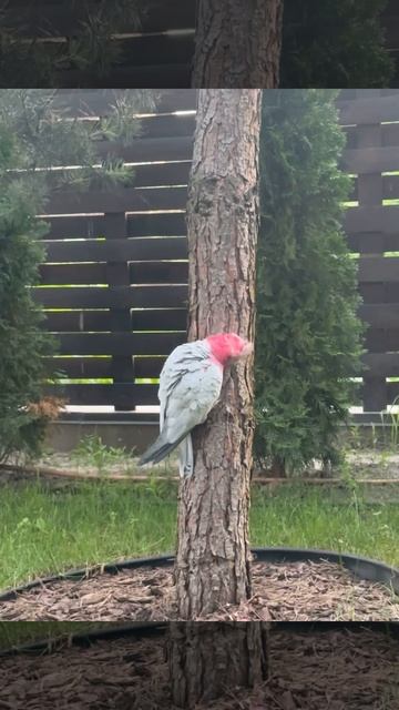 Розовый Какаду Савелий в лесу смотреть онлайн