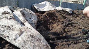Подмосковье 18 апреля раскрываю виноград 🍇🍇🍇