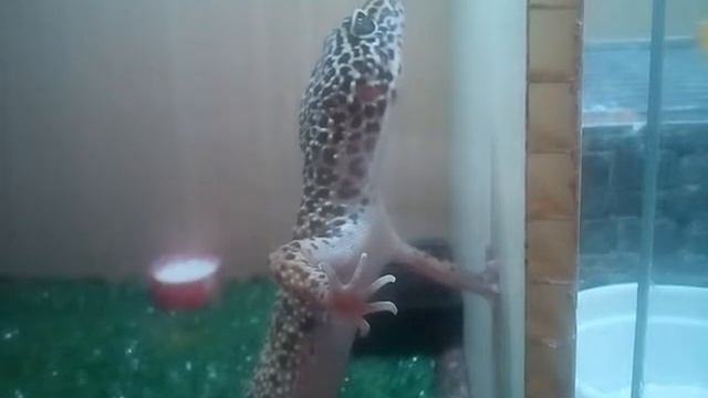 Нагадил и позирует ))) смотреть онлайн