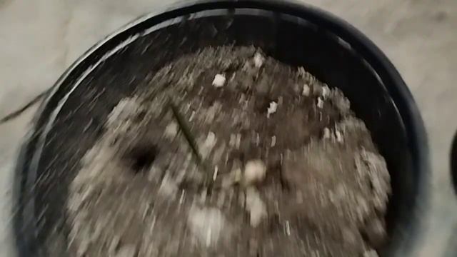 хамеропс приземистый выращенный из косточки часть 2