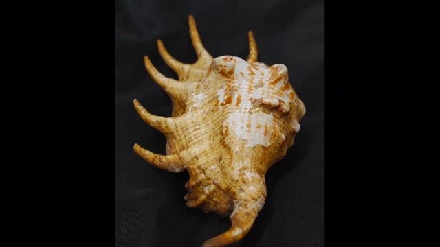 common spider conch, Lambis Lambis (L. 1758), Indo-Pacific смотреть онлайн