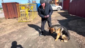 550. Приучение к наморднику. Немецкая овчарка 10 мес.