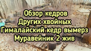 Обзор посадок кедра и других хвойных