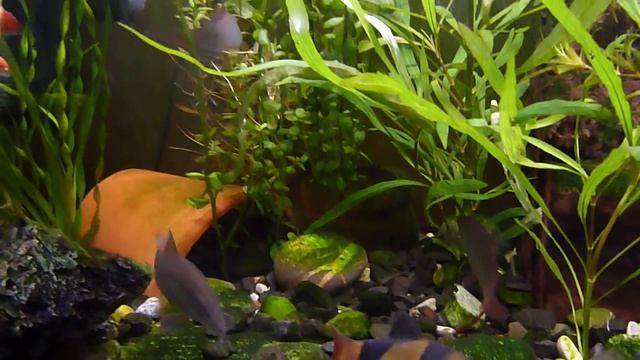 тигровые боции и клоуны просят кушать смотреть онлайн