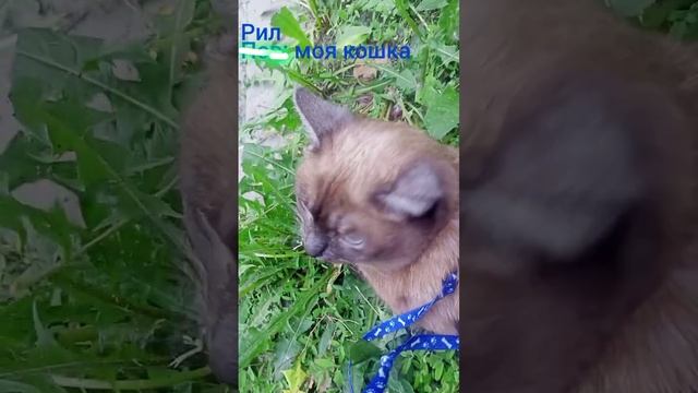 пов: эля на улице смотреть онлайн