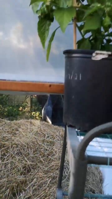 hot pepper update august 26 смотреть онлайн