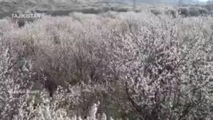 ЧОРШАНБЕ ЧОРШАНБИЕВ. ИСФАРА, ВОРУХ, ЧОРКУХ Я С ВАМИ