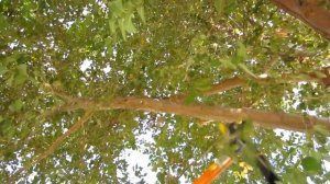 REVIEW: Fiskars 18" Bypass Loppers with PowerGear technology