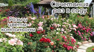 Розы и многолетние растения в саду. Начало июля